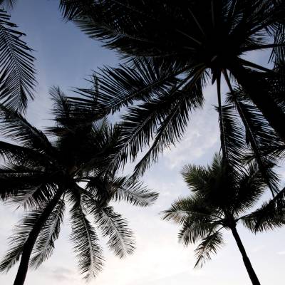 a group of people on a beach with a palm tree