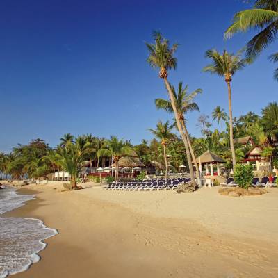 a group of palm trees on a sandy beach