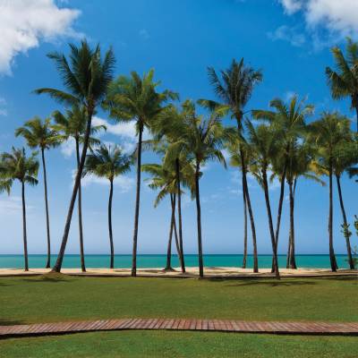 a palm tree