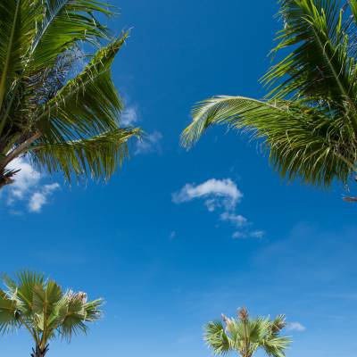 a group of people on a beach with a palm tree