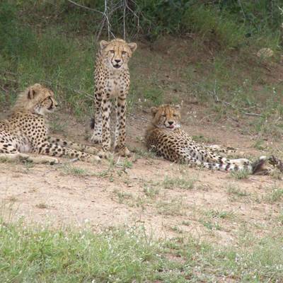 a cat sitting on top of a leopard