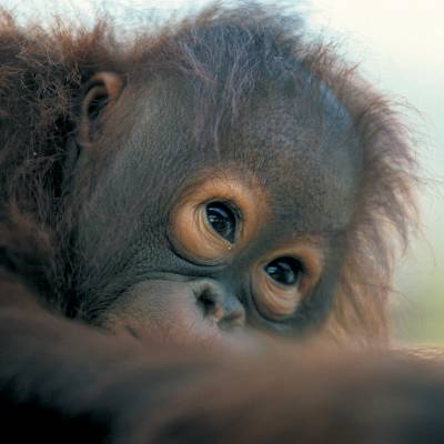 a close up of an animal