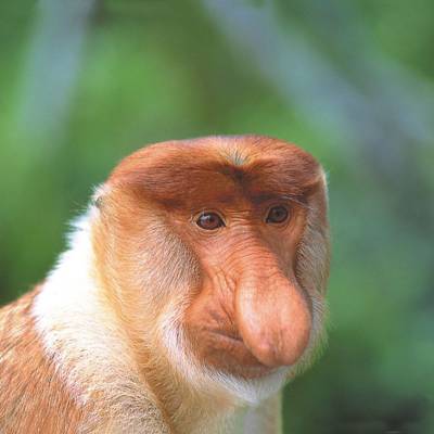 Proboscis monkey seen in the wild in Borneo tour