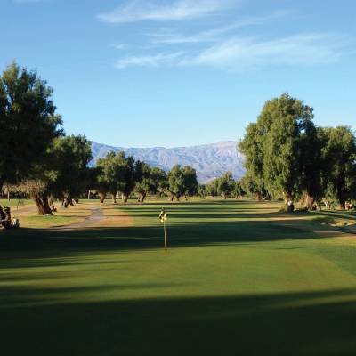 a tree in the middle of a road