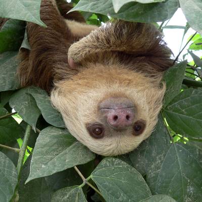 Sloth
