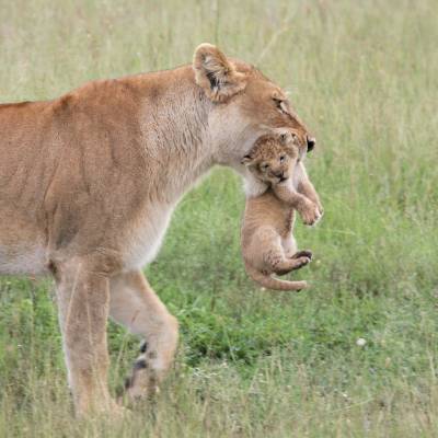 Lioness and cub, Kenya