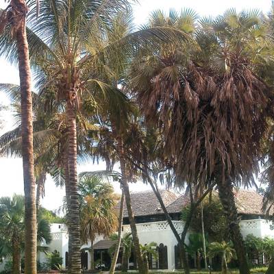a group of palm trees next to a tree