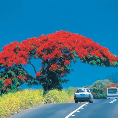 Flame Tree