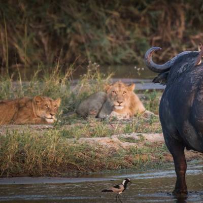 MalaMala Private Game Reserve