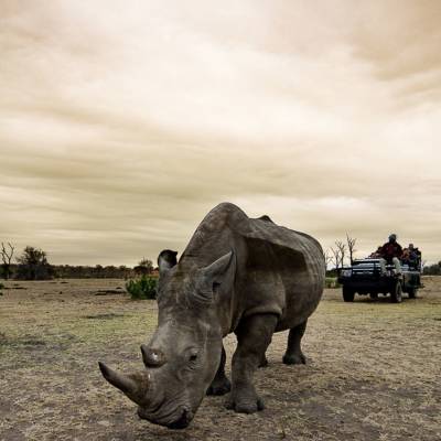 Luxury Safari Holidays