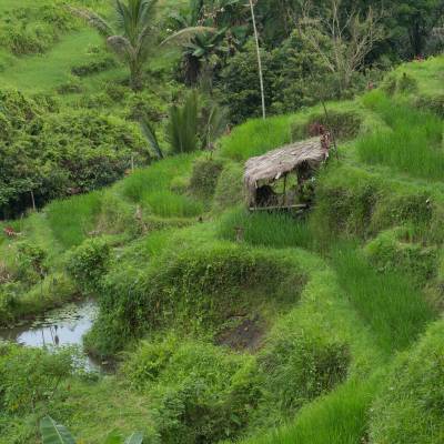 The Ubud Village at Monkey Forest