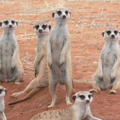 Meerkat