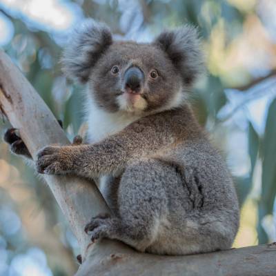 Koala Australia