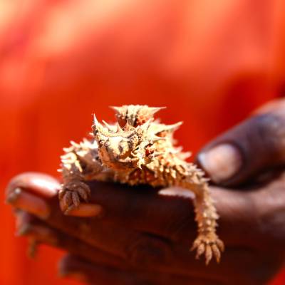 a close up of a lizard