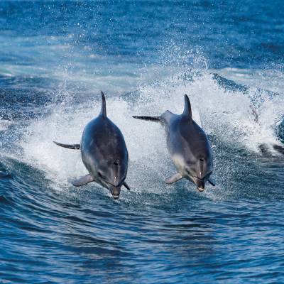 dolphins