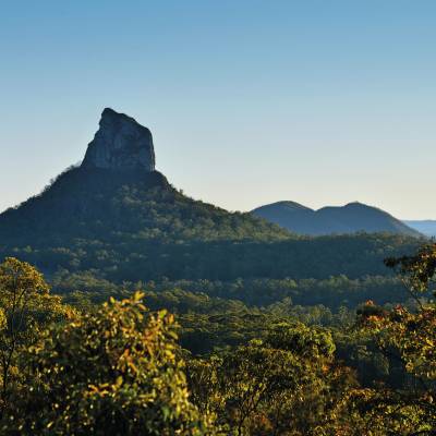 a tree with a mountain in the background