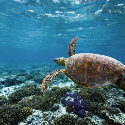 a turtle swimming under water