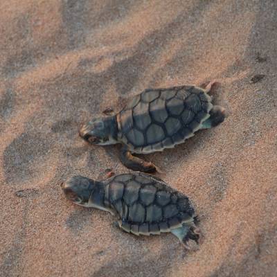 a turtle lying in the sand