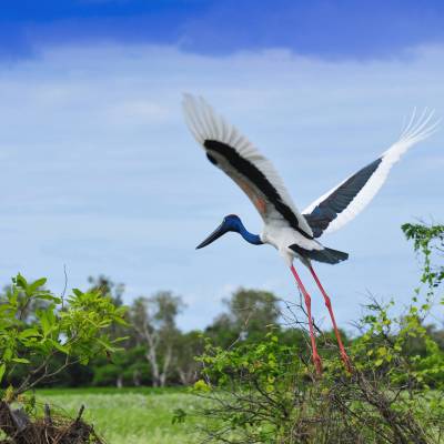 a bird flying over a body of water