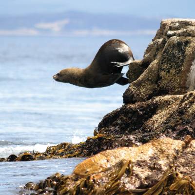 a bird sitting on a rock next to a body of water