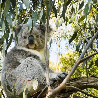 a koala bear on a branch