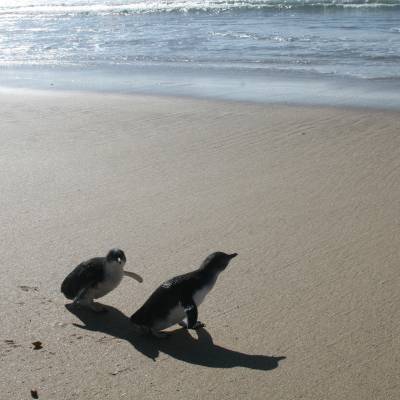 a bird walking on the beach