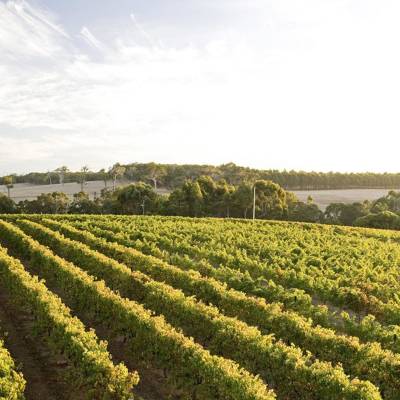 Margaret River vineyard