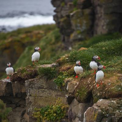 Puffins in Iceland