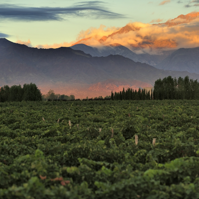 The Best Wine Destinations From Across The World