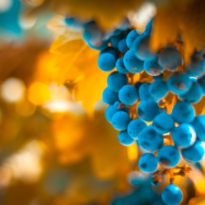 The Best Wine Destinations From Across The World