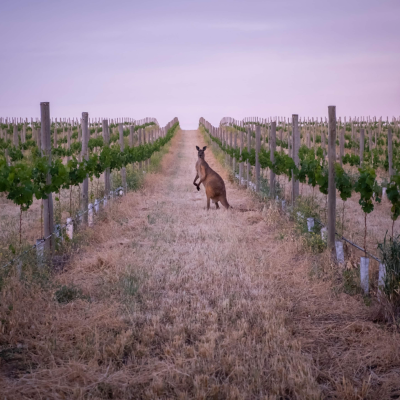 The Best Wine Destinations From Across The World