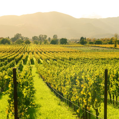 The Best Wine Destinations From Across The World
