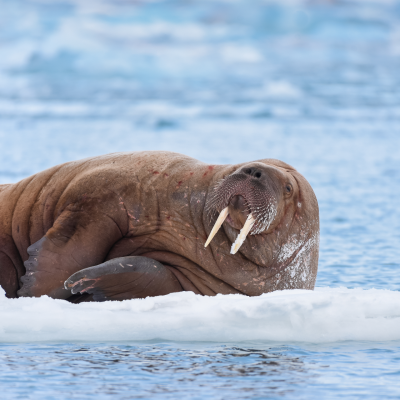 What To Expect On An Arctic Expedition to Spitsbergen