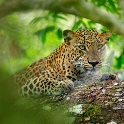 Our Top Tailored Experiences In Sri Lanka