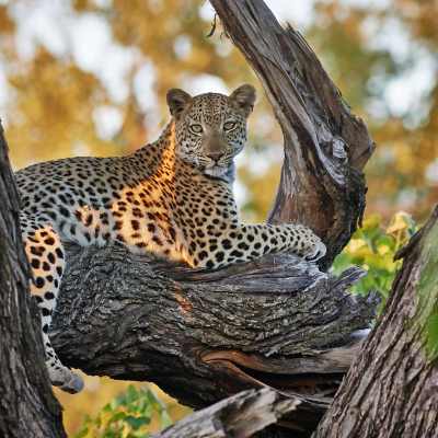 Six Ways to Experience the Okavango Delta
