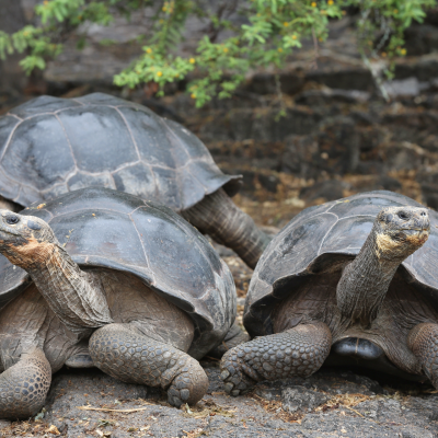 Unique Cruises From Around The World