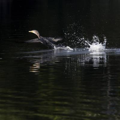 Top Bird-Watching Destinations in Latin America