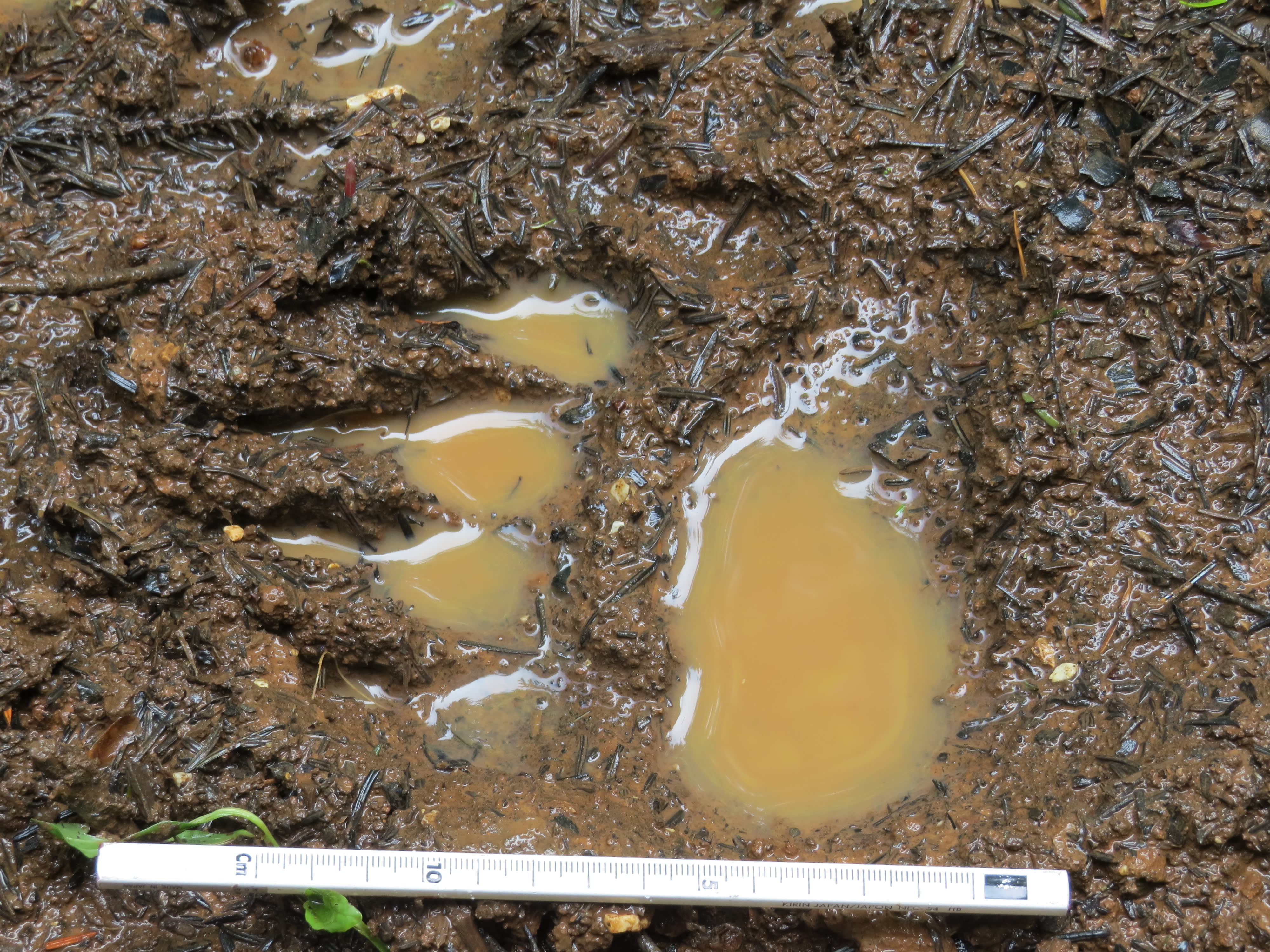 Bear Tracking in the Carpathian Mountains, Romania 