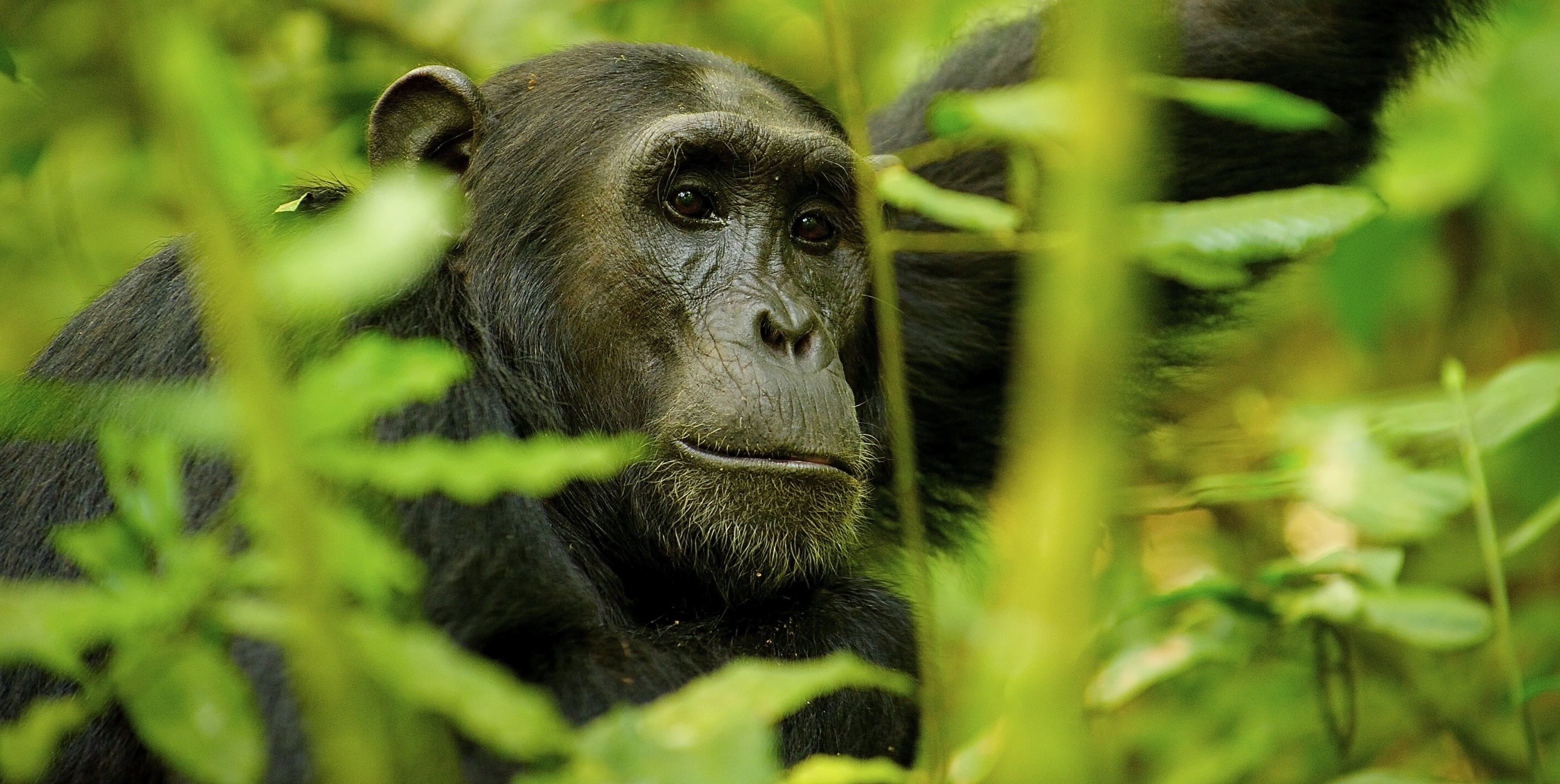 Chimpanzee in the jungle, Uganda