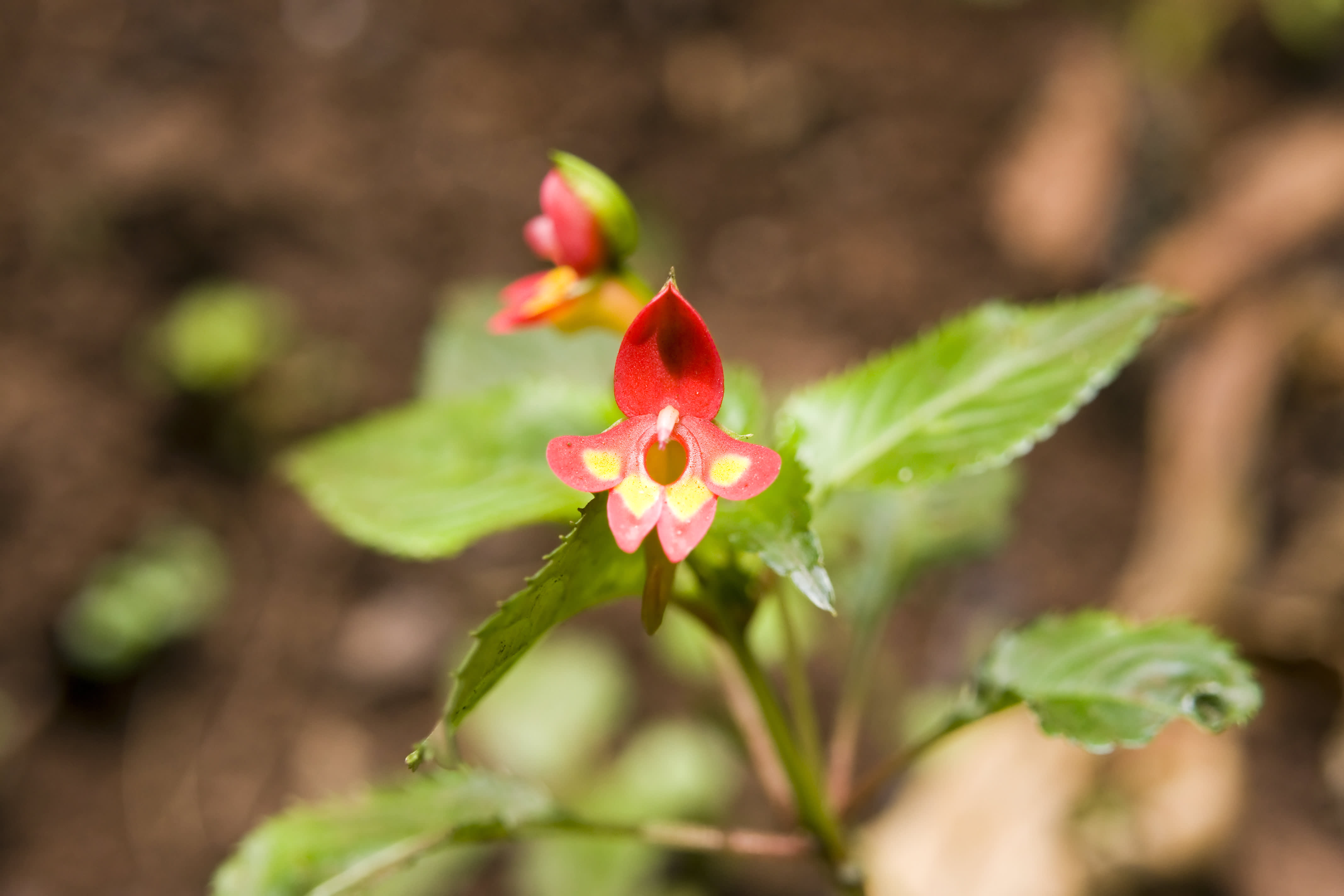 The Impatiens Kilimanjaro