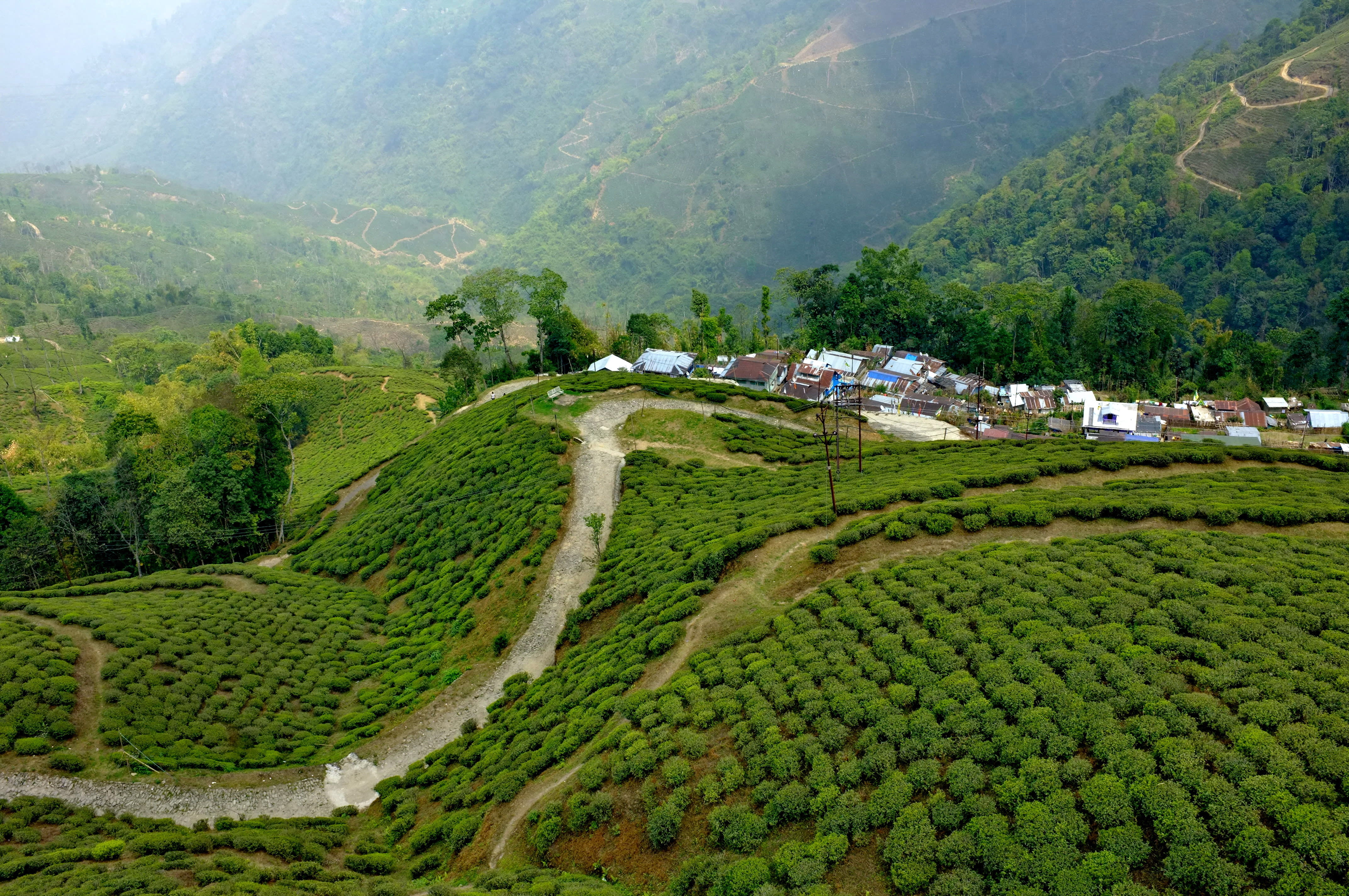 Tea Garden,Darjeeling