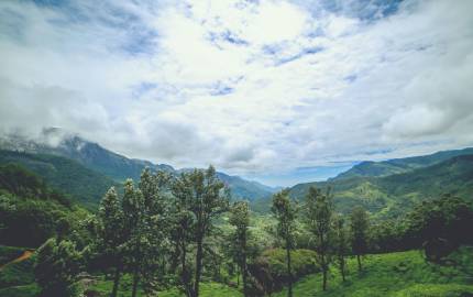A Tea Plantation on the hill station of Munnar, in Kerala, India