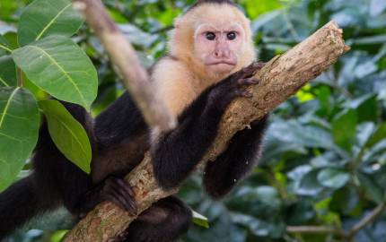 a monkey sitting on a branch