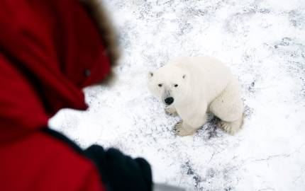 A polar bear sitting on a snow covered place in the Canadian Tundra