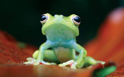 a close up of a frog