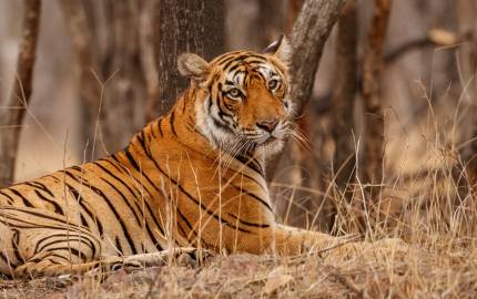 Bengal Tiger, India