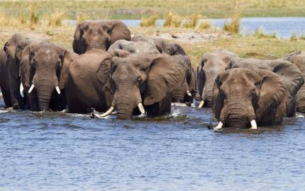 Elephants in Chobe River, Botswana, Africa