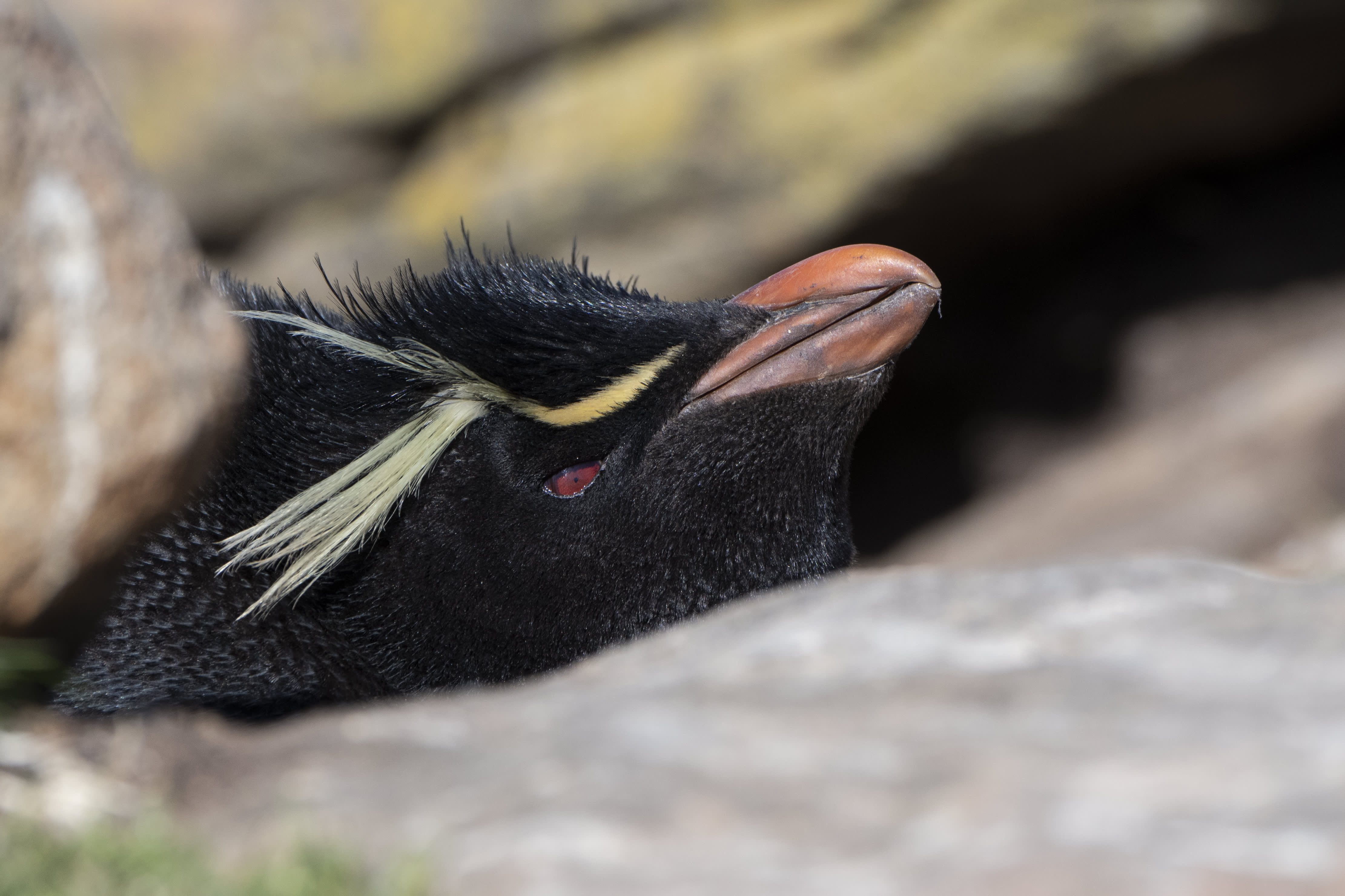 Rockhopper penguins breed in over 30 colonies in the Falklands. Photo by Cindy Miller Hopkins.  