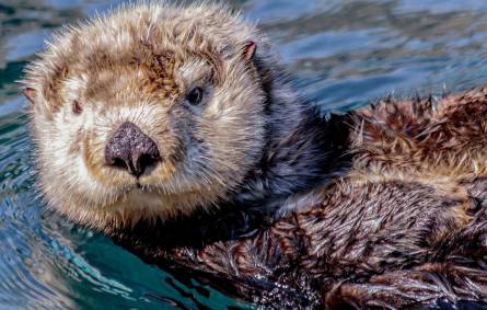 Close up of a sea otter swimming on its back