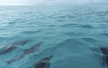 Dolphins at Fundu Lagoon